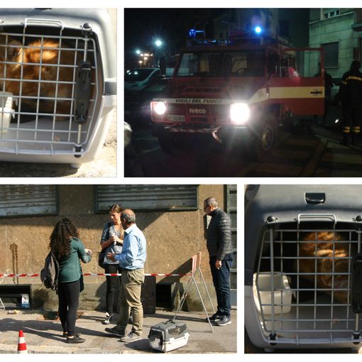 Salvato un gattino dalle fogne, dopo tre giorni di ricerche