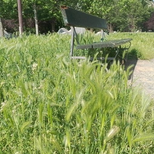 Erba alta ai Giardini dedicati a Ferruccio Novo, Moschella (Lega): “L’Amministrazione si prenda cura del parco”