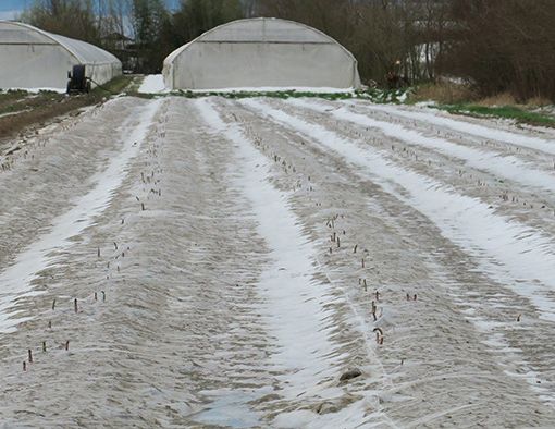 Agricoltura, al via il bando regionale per l'acquisto di reti antigrandine