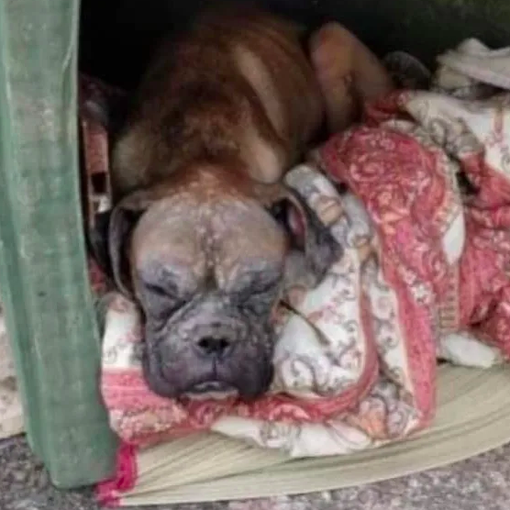 Da una discarica in Sardegna alla ricerca di persone disperse in Piemonte: la storia del boxer Imai