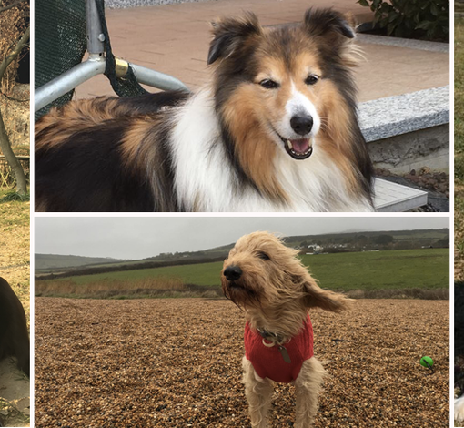 “Dona un sorriso con la dog therapy”: For a Smile Onlus porta i cani in ospedale dai bimbi malati