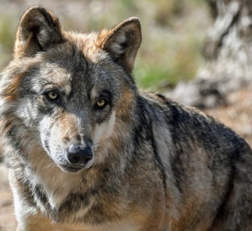 Lupo in Piemonte: Carosso scrive al Ministro della Transizione Ecologica