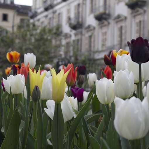Messer Tulipano: oltre 3 mila bulbi piantati in piazza Emanuele Filiberto