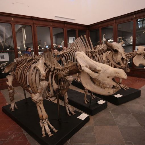 Al Museo Scienze Naturali, un incontro sui Beni culturali tra restauro e valorizzazione