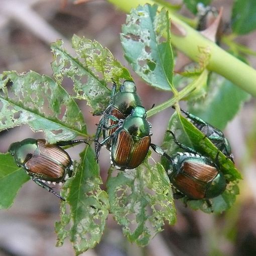 Caldo, Coldiretti: &quot;Boom insetti con frutteti, campi, orti e giardini sotto attacco&quot;