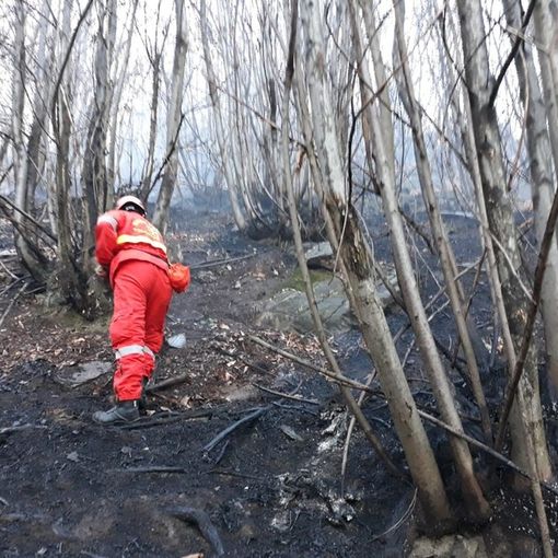 incendi boschivi - foto d'archivio