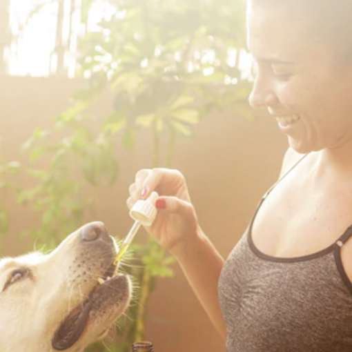 Olio CBD a Torino: perfetto per combattere ansia, stress, favorire il rilassamento e alleviare i dolori