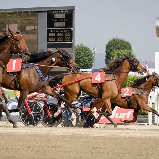 Sette corse per un ricco programma di trotto all'ippodromo di Vinovo