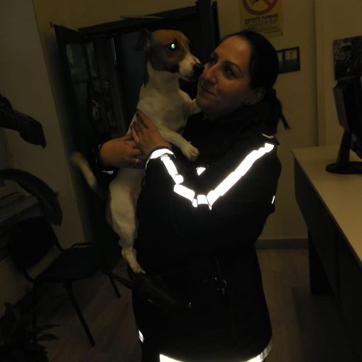 Storia di Natale a Nichelino: polizia salva e recupera Jack Russel
