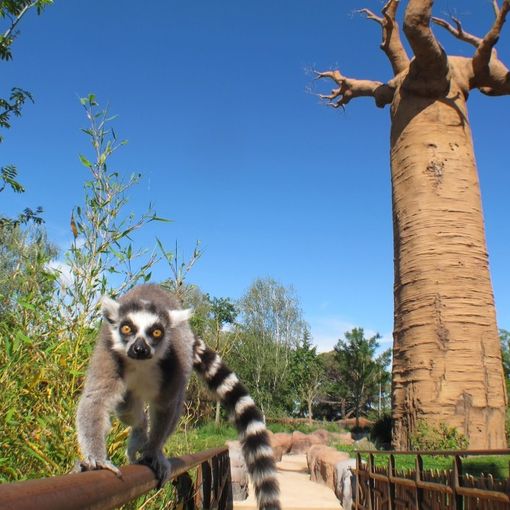15 piccoli pazienti oncologici ospiti al bioparco Zoom