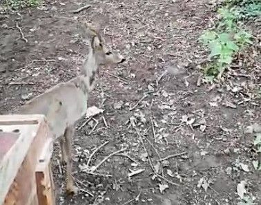 capriolo
