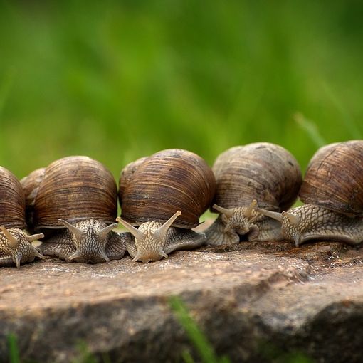 Bava di lumaca: perché è così utilizzata?