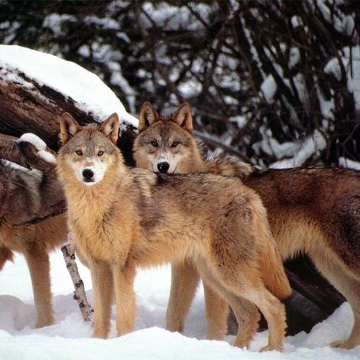 Ora ci sono le prove: il lupo è tornato anche nelle colline del Chivassese
