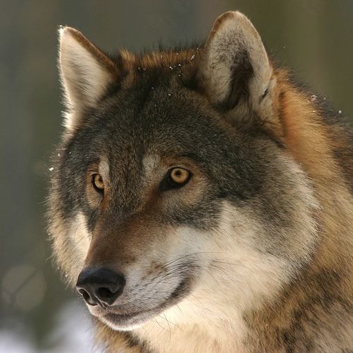 Ovini predati nel Chivassese: si è trattato di una lupa italiana