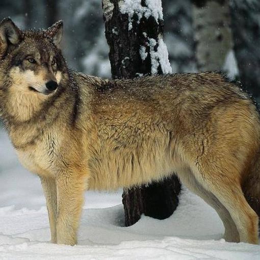 Il lupo risorsa contro la peste suina africana? Gli allevatori scrivono alla Regione