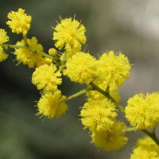Yoga, danza e non solo...”La sapienza delle donne” per un 8 marzo tutto l'anno