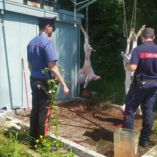 A Caselle scoperto macello clandestino in occasione della festa musulmana del sacrificio