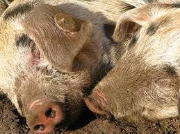 Peste Suina Africana, Confagricoltura Piemonte segnala alla Regione pesanti speculazioni