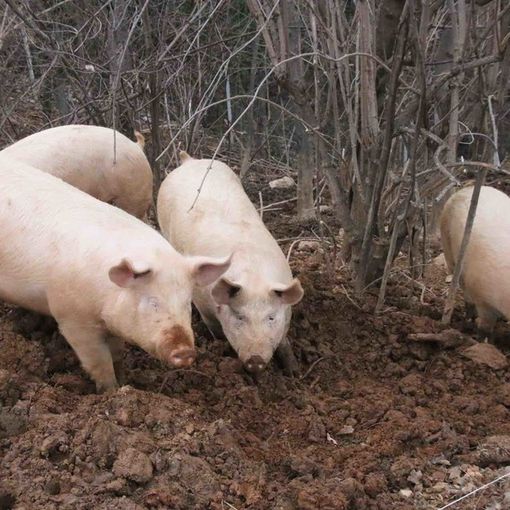 Fase 3, Coldiretti: &quot;Bene i fondi a sostegno della zootecnia 'Made in Piemonte'&quot;