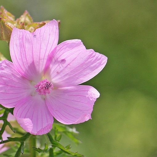 Malva: un prezioso alleato per il benessere dell'organismo