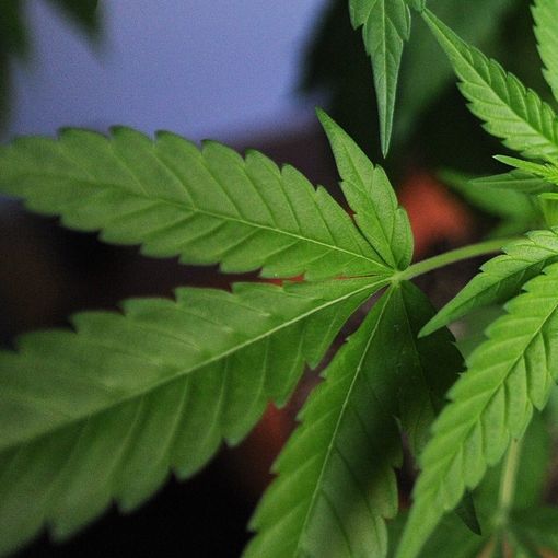 Tenevano in casa 4 kg di marijuana essiccata: arrestati due coniugi