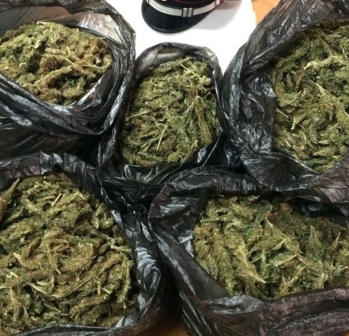 Rubiana, scoperta una serra per la coltivazione della marijuana: due gli arresti