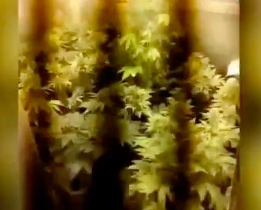 In casa ha due serre di marijuana nascoste dentro gli armadi: arrestato [VIDEO]