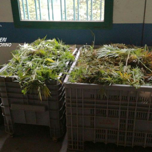 Perquisito &quot;Il Barocchio&quot; di Grugliasco, trovati 180 chili di marijuana