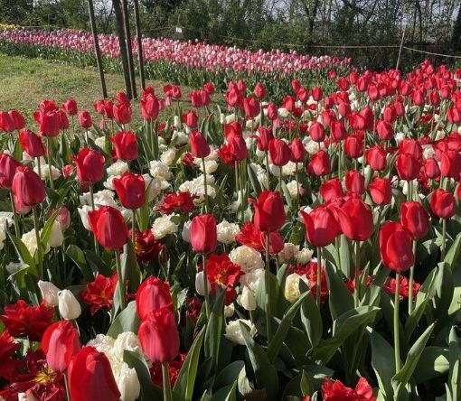 Messer Tulipano, da oggi al 1° Maggio biglietto ridotto a 9 euro