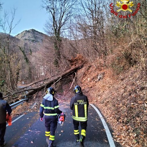 Alberi abbattuti per il forte vento in Valle di Susa