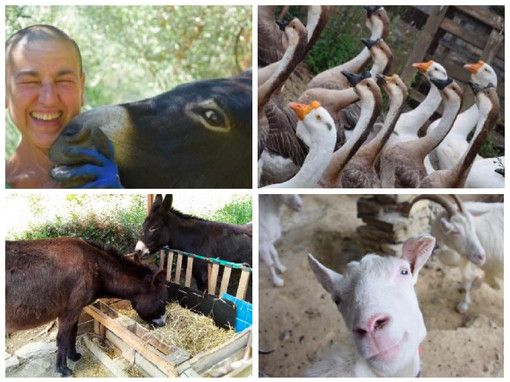 L’appello disperato di Cinzia Ferrara: “Se entro il 31 marzo non troverò una sistemazione, i miei 90 animali sono a rischio abbattimento”