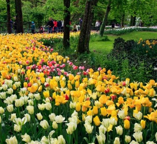 Messer Tulipano: la 22esima edizione con oltre 100 mila bulbi fioriti