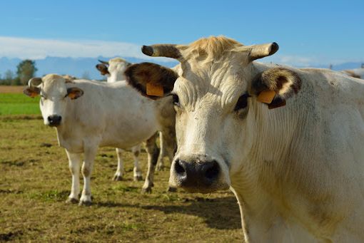 Coldiretti Piemonte: &quot;No alla tassa sulla carne&quot;