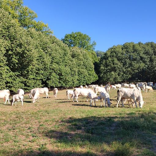 mucche al pascolo