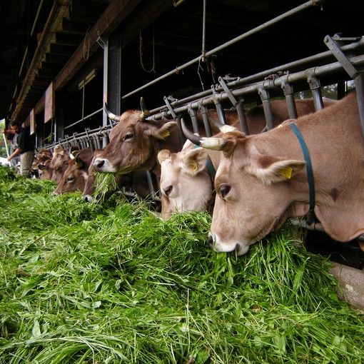 La qualità dell'aria finisce in vacca? Coldiretti: &quot;L'inquinamento arriva da altro&quot;