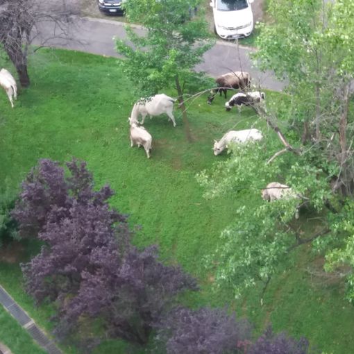 Le mucche attraversano corso Tazzoli e pascolano al Centro Europa [FOTO]