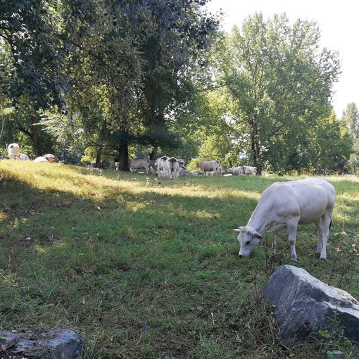 Torino, mucche in città: al Meisino sono 55 per “tagliare l’erba” (FOTO)