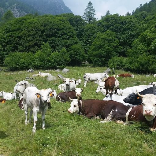 Pascolamento, Coldiretti Piemonte soddisfatta: &quot;Bene la proroga fino al 15 novembre&quot;
