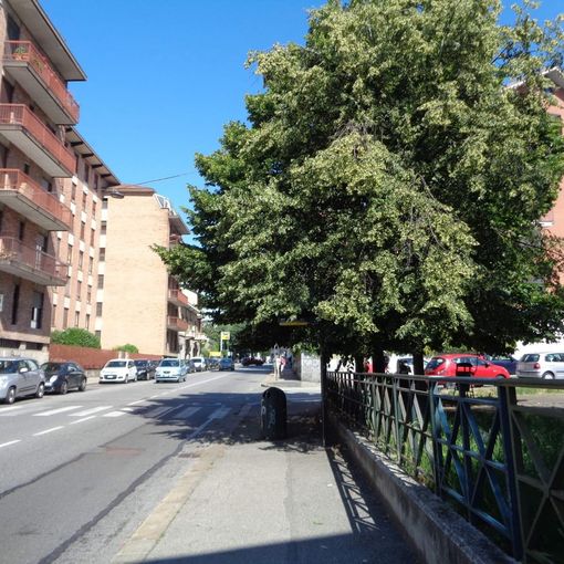 Natura selvaggia in via Pianezza: l’albero “ingloba” anche la fermata del bus