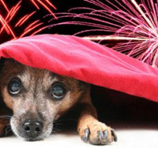San Giovanni, gli animalisti ringhiano contro la giunta Appendino