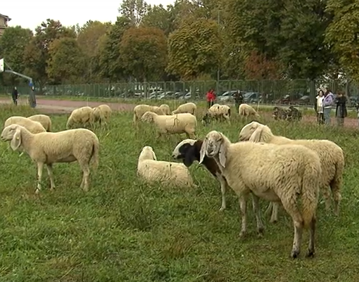 non seguire il gregge nichelino