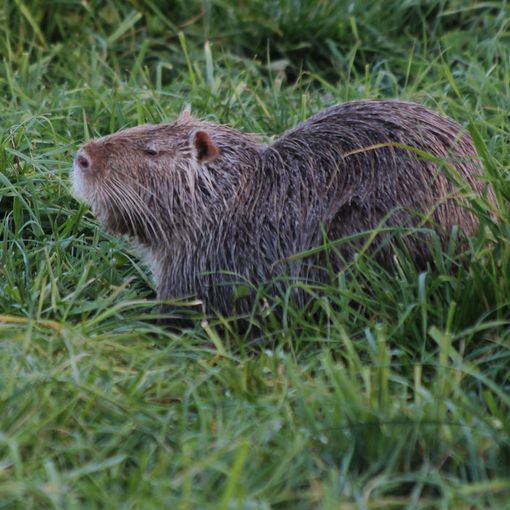 Elisa Pirro: si stanno valutando metodi alternativi per il contenimento della nutria