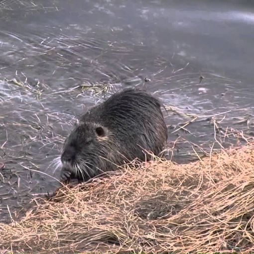 Piano contenimento nutrie, Unia: &quot;A Torino nessun abbattimento cruento&quot;