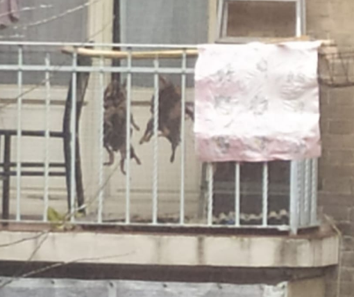 Nutrie appese su un balcone in Lungo Dora