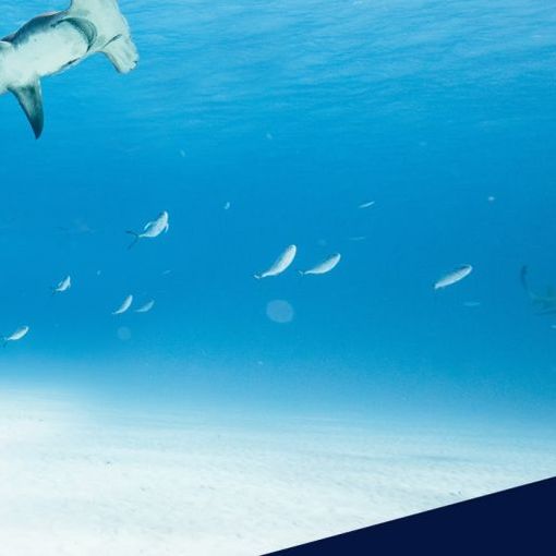 ocean film festival