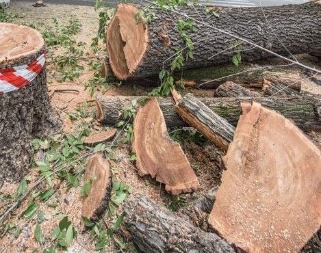 Torino, ecco perché sono stati abbattuti 13 olmi in corso Dante