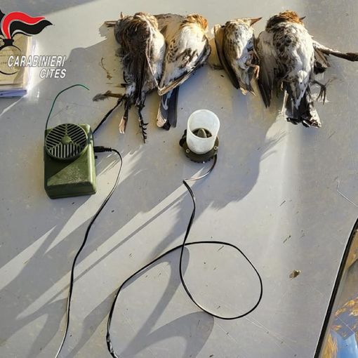 attrezzi per la caccia degli uccelli