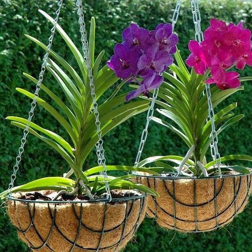 Orchidea Vanda… qualche consiglio di coltivazione