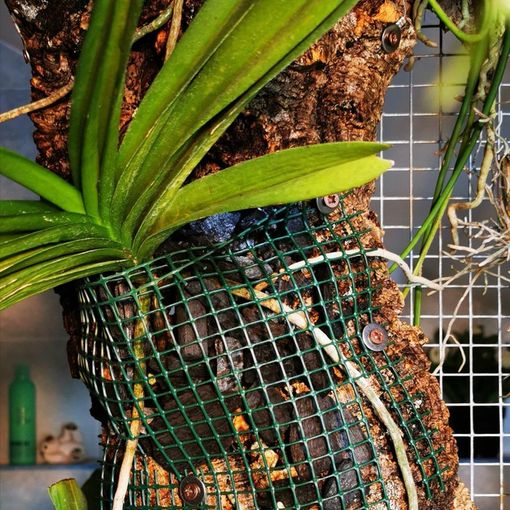 Orchidee su zattera, come si fanno e come si tengono?