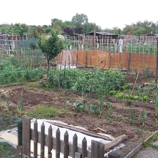 Orti urbani a secco: i coltivatori torinesi aspettano da mesi la riparazione dell’impianto idrico